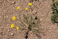 Harbouria trachypleura