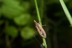 Oncocephalus simillimus