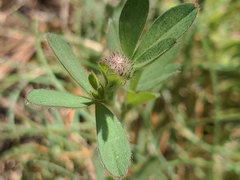 Trifolium arvense