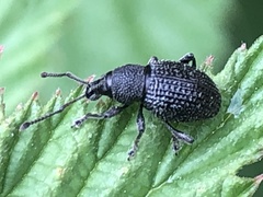 Otiorhynchus pinastri