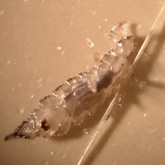 Pediculus humanus capitis