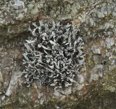 Heterodermia leucomelos