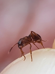 Myrmica scabrinodis