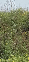 Asclepias engelmanniana