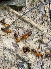 Syntermes molestus