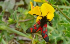 Zygaena oxytropis