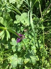 Aquilegia atrata