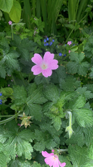 Geranium × oxonianum