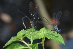Lestes dorothea