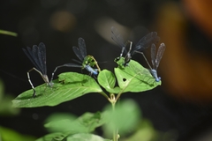 Lestes dorothea