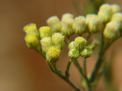 Eschenbachia stricta