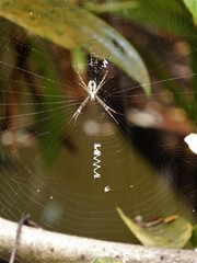 Argiope dang