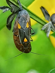 Capsodes flavomarginatus