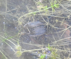 Dytiscus marginalis