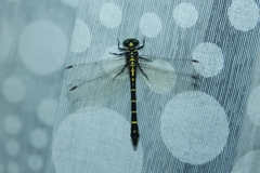 Cyclogomphus flavoannulatus
