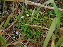 Myosotis rehsteineri
