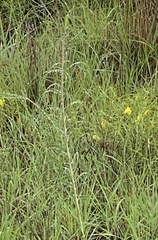 Asclepias engelmanniana