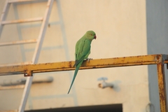 Psittacula krameri
