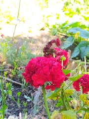 Pelargonium × hybridum