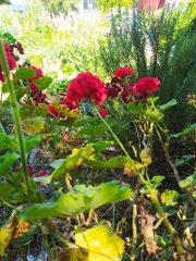 Pelargonium × hybridum