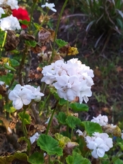 Pelargonium × hybridum