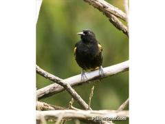 Icterus portoricensis