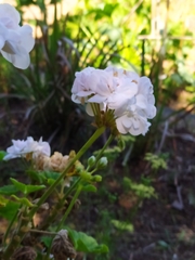 Pelargonium × hybridum