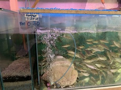 Barbonymus gonionotus