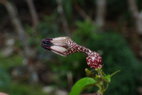 Ceropegia saxatilis