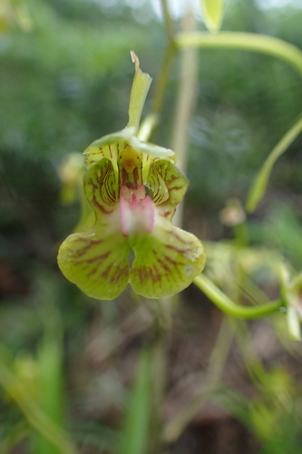 Eulophia calcarata