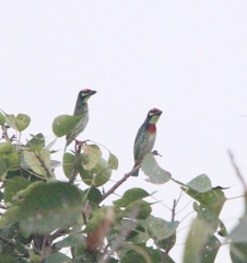 Psilopogon haemacephalus