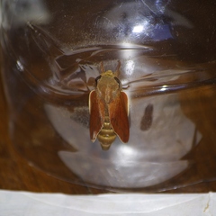 Borocera madagascariensis