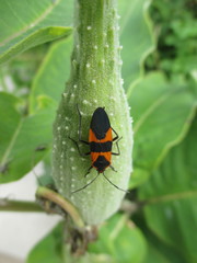 Oncopeltus fasciatus