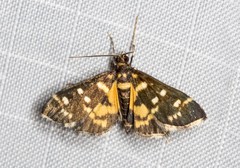 Diathrausta ochreipennis