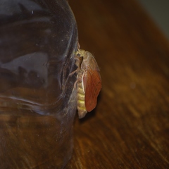 Borocera madagascariensis