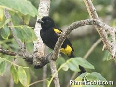 Icterus portoricensis