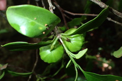 Pyrostria