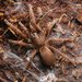 Philippine Dwarf Tarantula - Photo (c) Brian Santos, some rights reserved (CC BY-NC), uploaded by Brian Santos