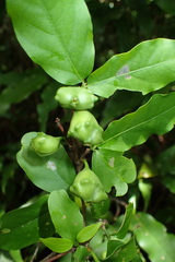 Pyrostria