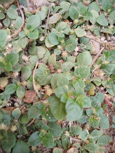 Alternanthera pungens image