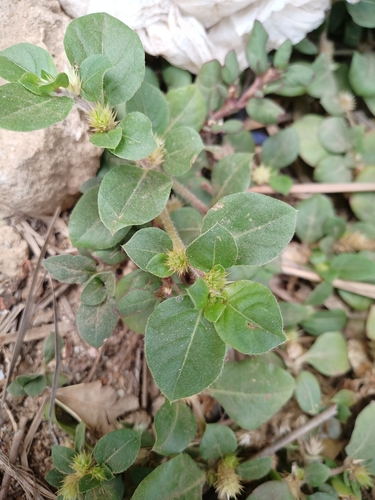 Alternanthera pungens image