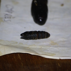 Borocera madagascariensis