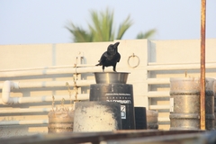 Corvus macrorhynchos