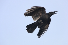 Corvus macrorhynchos