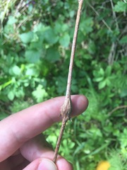 Lasioptera rubi