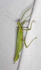 Podacanthus viridiroseus