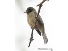 Contopus latirostris