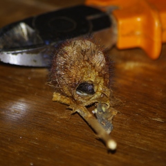 Borocera madagascariensis
