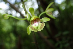 Eulophia calcarata image