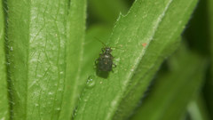Charagochilus angusticollis